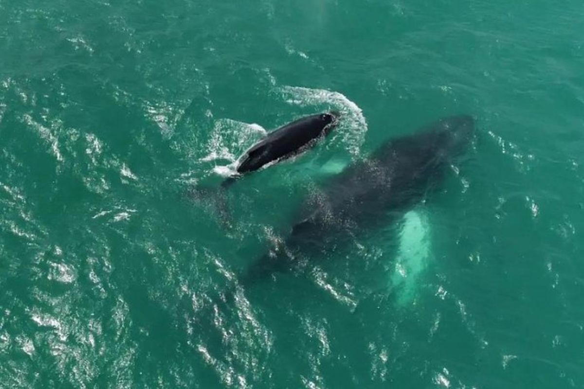 Visite d'observation des baleines à Boa Vista - demi-journée